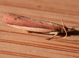 Peoria roseotinctella